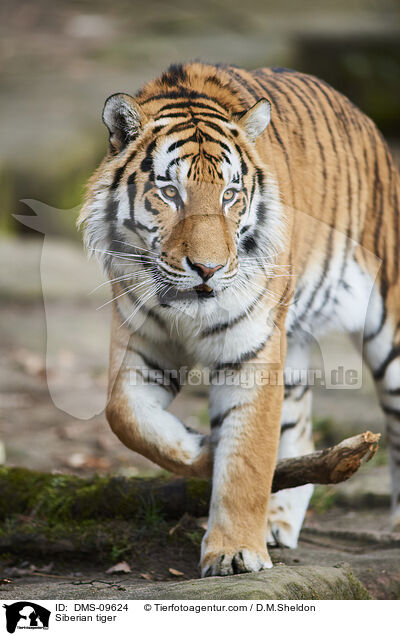 Amurtiger / Siberian tiger / DMS-09624
