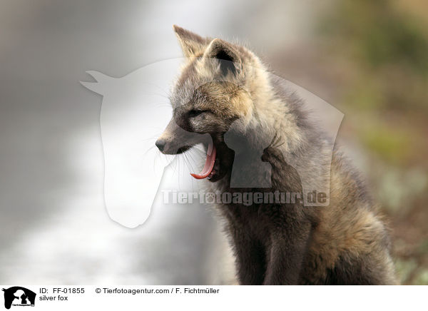 silver fox / FF-01855