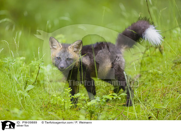 silver fox / PW-09889