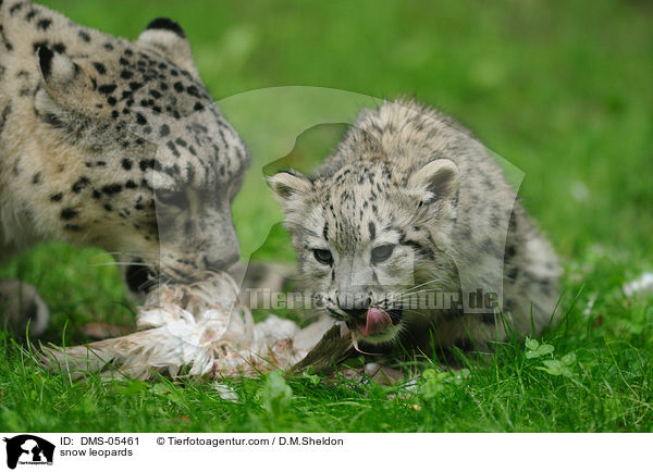 snow leopards / DMS-05461