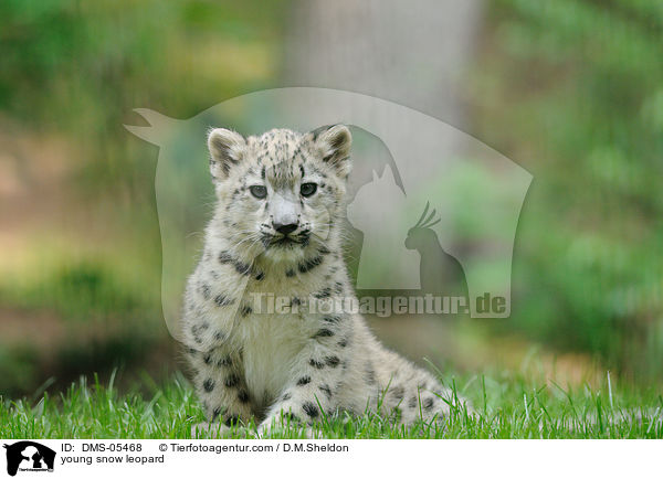 young snow leopard / DMS-05468