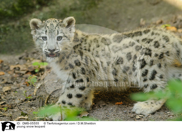young snow leopard / DMS-05555