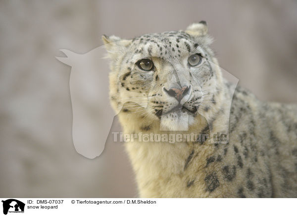 snow leopard / DMS-07037
