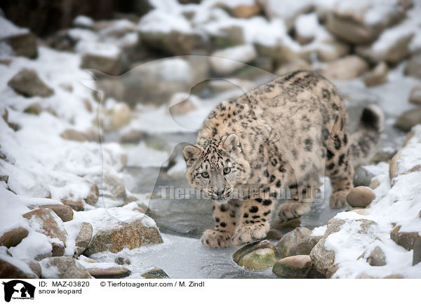 snow leopard / MAZ-03820