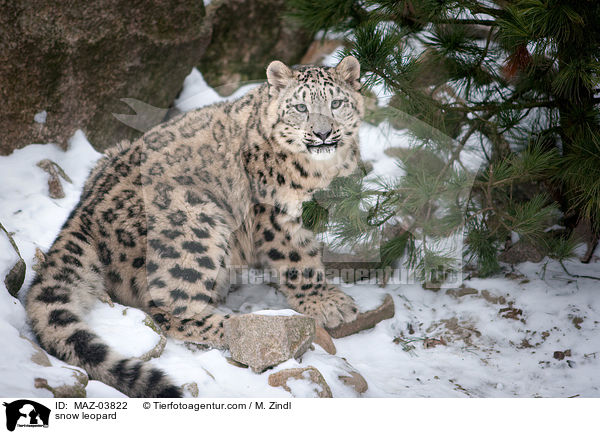 snow leopard / MAZ-03822