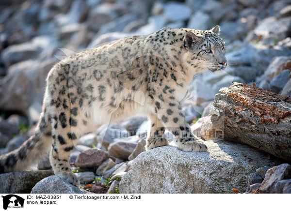 snow leopard / MAZ-03851