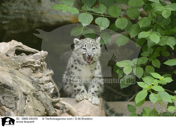 snow leopard / DMS-08050