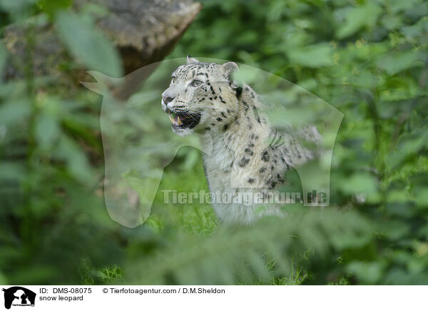 snow leopard / DMS-08075