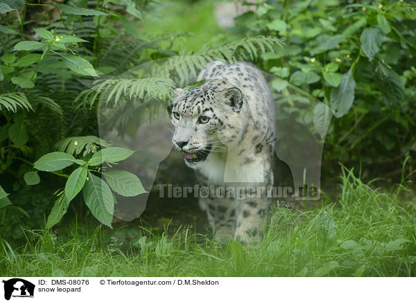 snow leopard / DMS-08076