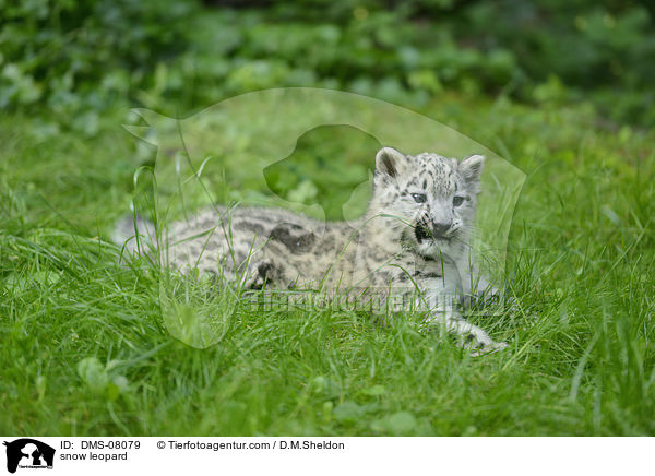 snow leopard / DMS-08079