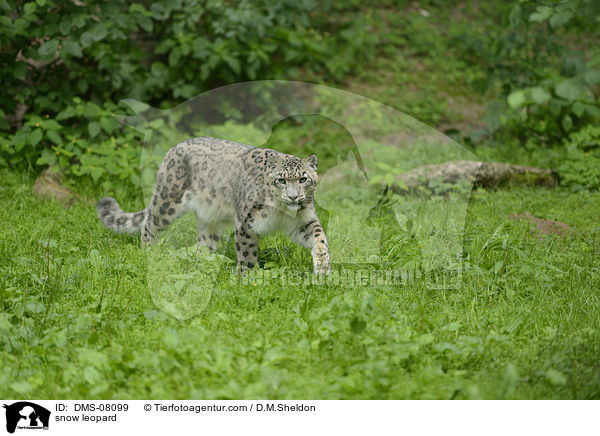 snow leopard / DMS-08099