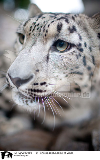 Schneeleopard / snow leopard / MAZ-03966