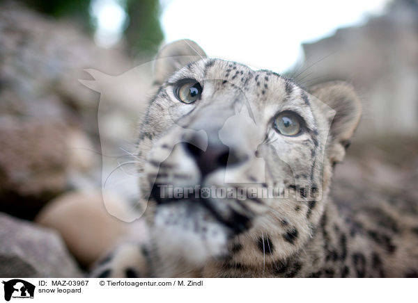 snow leopard / MAZ-03967