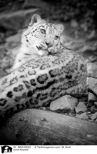 snow leopard / MAZ-05002
