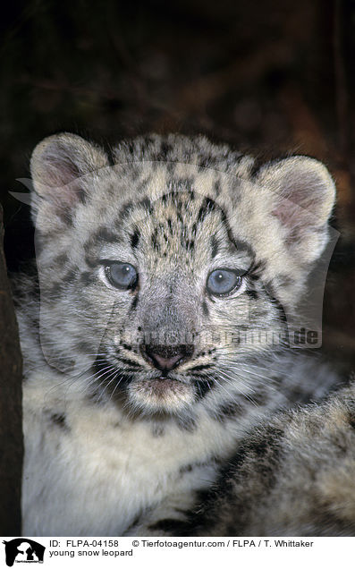 young snow leopard / FLPA-04158
