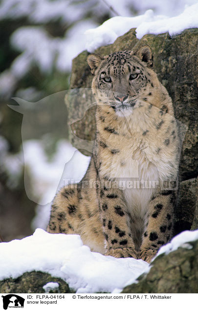 snow leopard / FLPA-04164