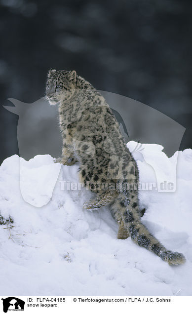 snow leopard / FLPA-04165