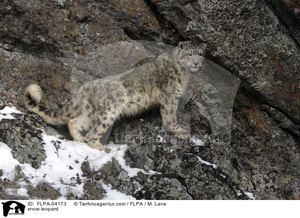 snow leopard / FLPA-04173