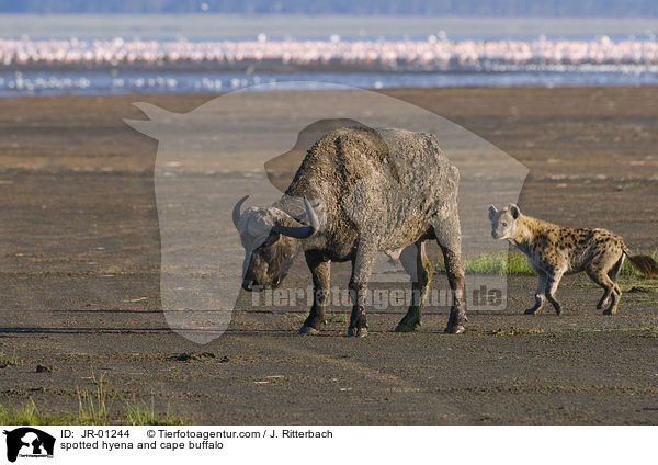 spotted hyena and cape buffalo / JR-01244