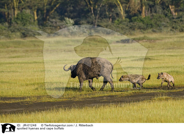 spotted hyenas and cape buffalo / JR-01248