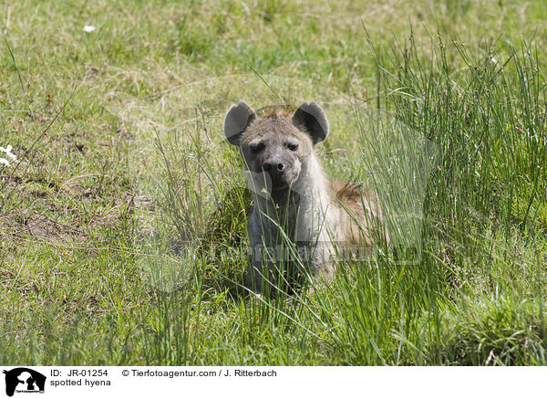 spotted hyena / JR-01254
