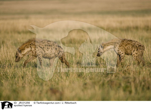 spotted hyenas / JR-01256