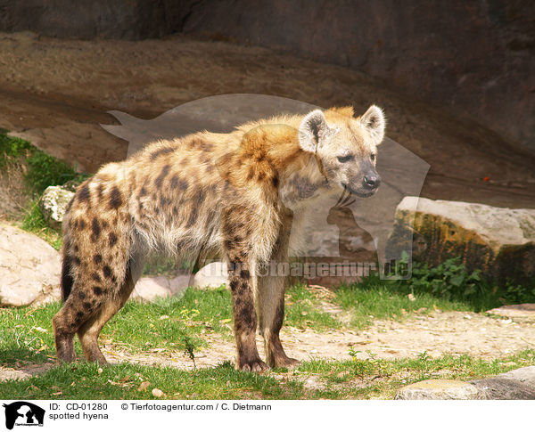 spotted hyena / CD-01280