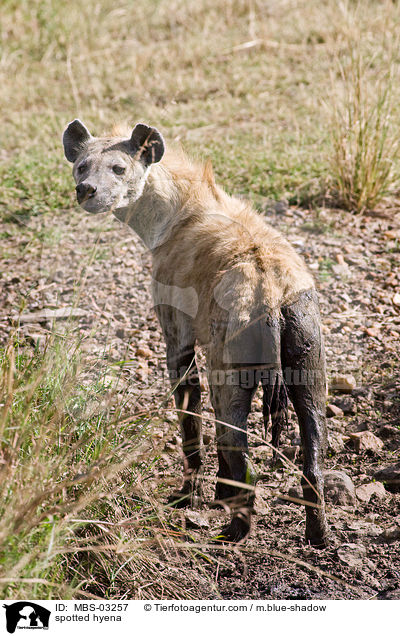 spotted hyena / MBS-03257