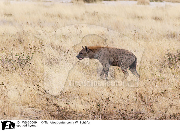 spotted hyena / WS-06009