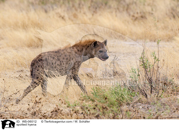 spotted hyena / WS-06012