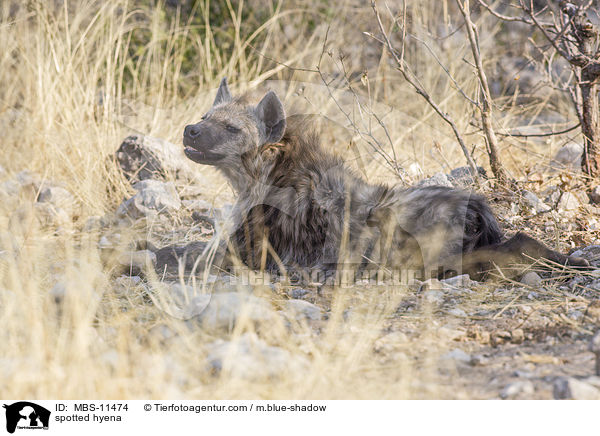 spotted hyena / MBS-11474