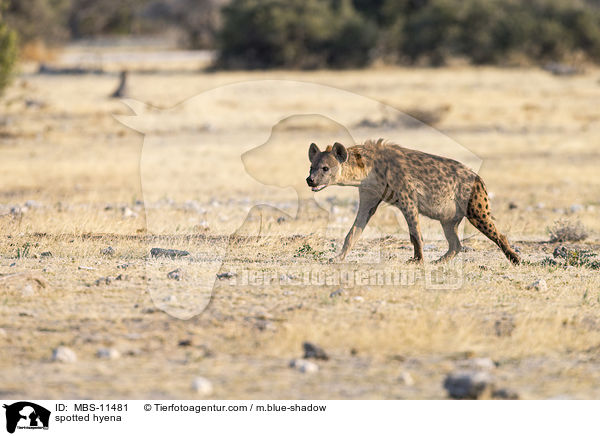 spotted hyena / MBS-11481
