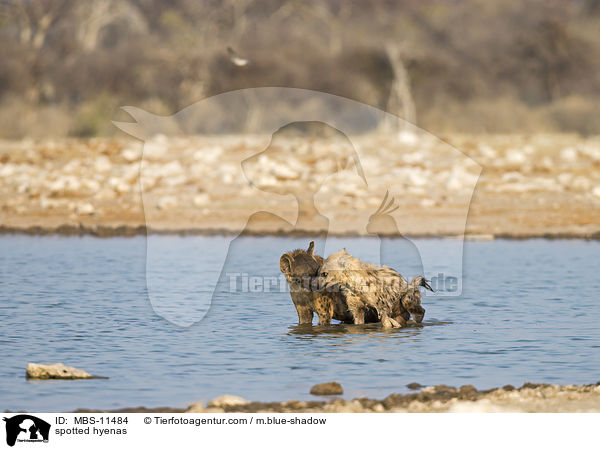 spotted hyenas / MBS-11484