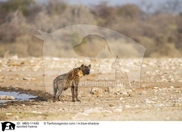 spotted hyena / MBS-11486