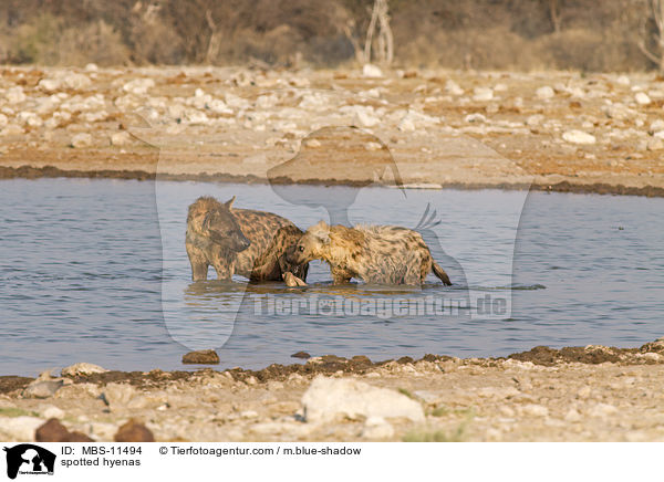 spotted hyenas / MBS-11494