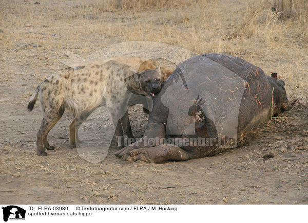 spotted hyenas eats hippo / FLPA-03980