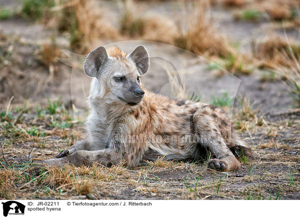 spotted hyena / JR-02211