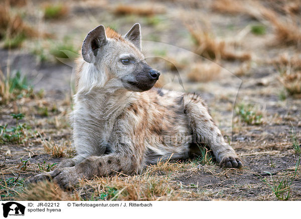 spotted hyena / JR-02212