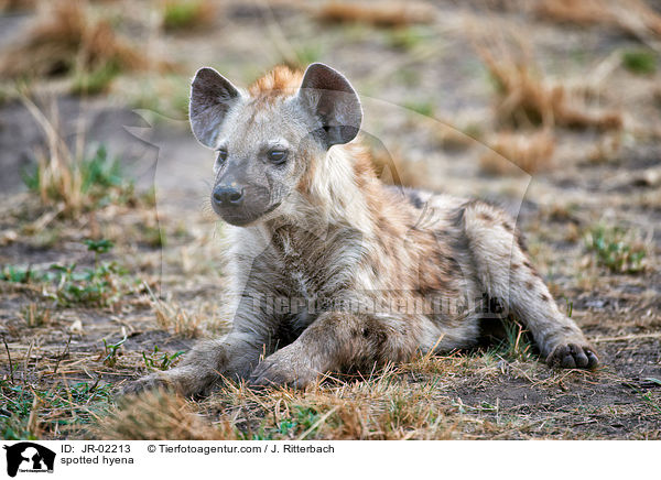 spotted hyena / JR-02213