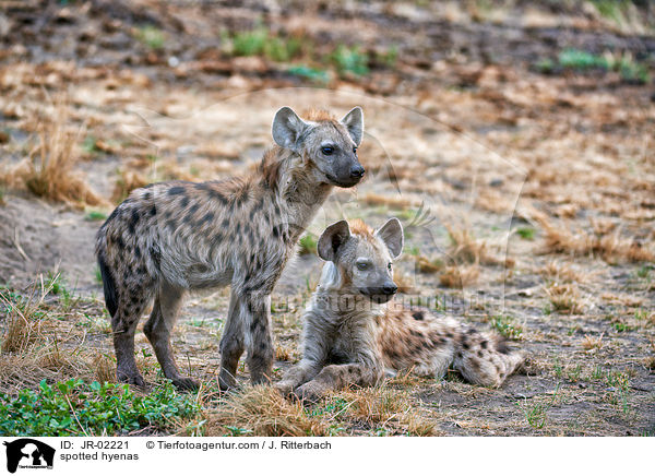 spotted hyenas / JR-02221