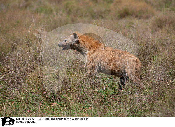 spotted hyena / JR-02832