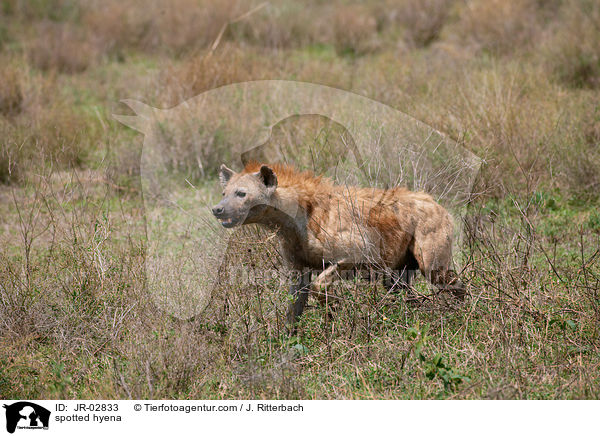 spotted hyena / JR-02833