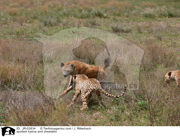 spotted hyena and cheetahs / JR-02834
