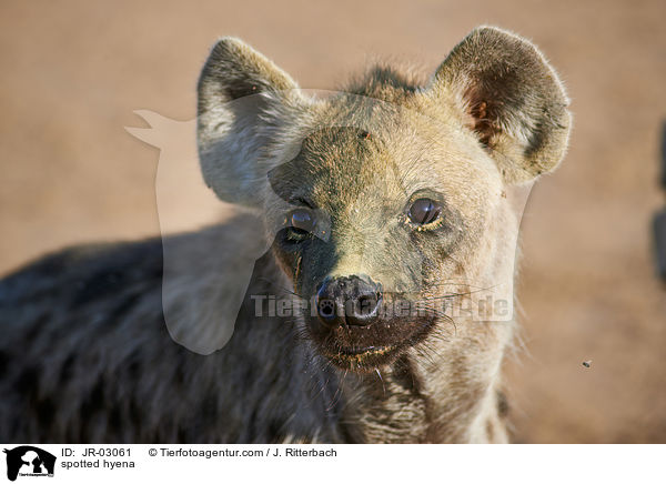 spotted hyena / JR-03061