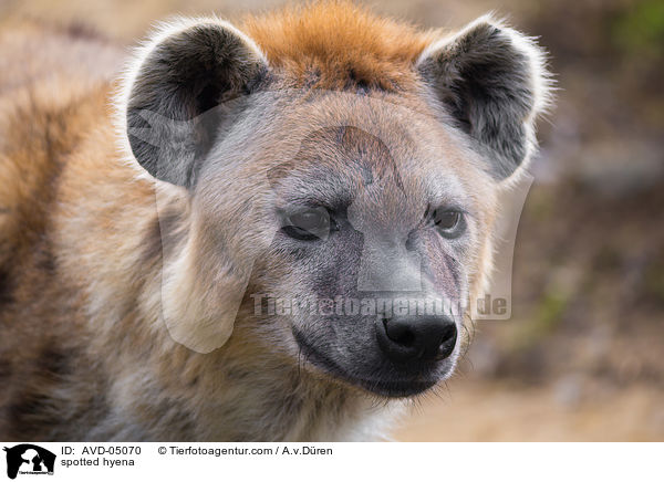 spotted hyena / AVD-05070