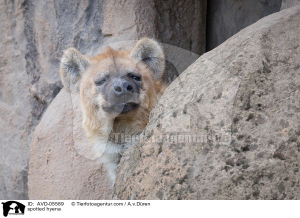 spotted hyena / AVD-05589