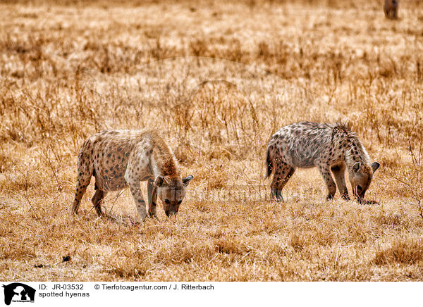spotted hyenas / JR-03532