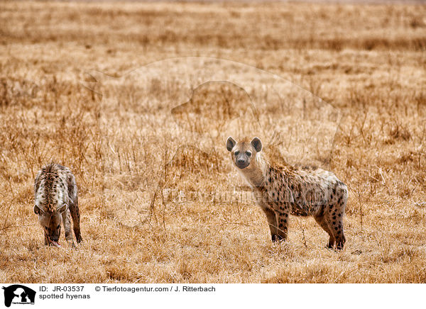 spotted hyenas / JR-03537