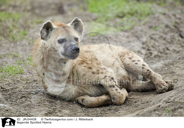 liegende Spotted Hyena / JR-04408