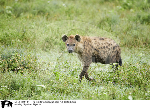 running Spotted Hyena / JR-04411